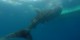Philippines - 2012-01-16 - 144 - Whale Shark Beach